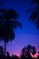 Coconut tree silhouette in the morning or evening.