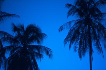 Coconut tree silhouette in the morning or evening.