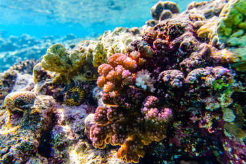 Naklejka na ściany i meble Colonies of the corals (Pocillopora) at coral reef in Red sea