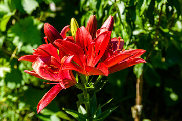 Blooming red lily (lilium) on a flowerbed at summer