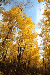 Golden Colors Above, Elk Island National Park, Alberta