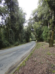 calle dentro de bosque