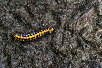 Centipede living in the cloud forest