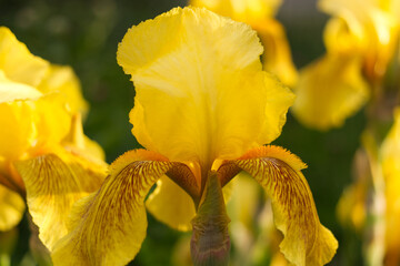 yellow iris flower closeup