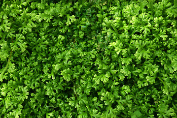 Natural plant Background