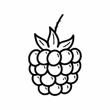 Raspberry berry. Vector doodle illustration. Hand drawn drawing. Sketch.