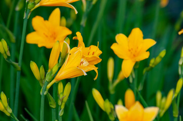 Obraz premium Daylily. Flower. A genus of plants of the lily family of the Asphodel family.