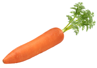 Fresh carrot with leaf isolated on white background, Orange carrot on White Background With With png file.
