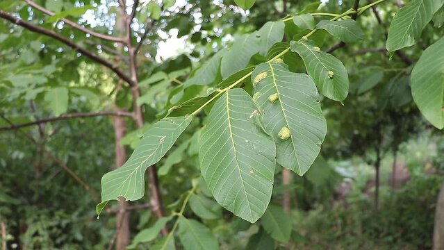 The walnut blister mite on the leaves - diseased walnut leaves concept