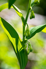 Polygonatum multiflorum flower in meadow, close up shoot	