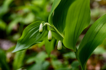 Polygonatum multiflorum flower growing in meadow, close up shoot	