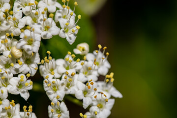 Viburnum lantana flower growing in meadow, close up shoot	