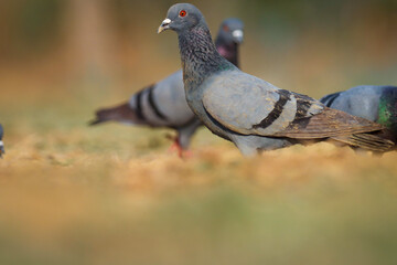 Bird texture. Columba livia. The rock dove, rock pigeon, or common pigeon is a member of the bird family Columbidae. Natural background. Beautiful background. 