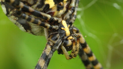 Close up of the head of an orb weaver spider in Cotacachi, Ecuador