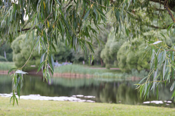 A sprawling tree near a pond in a park. A tree grows on the shore. Park along the lake. leaning tree. 