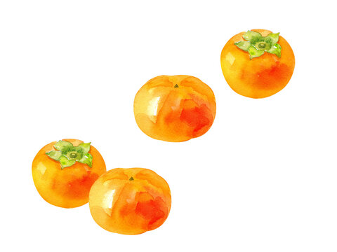 秋の味覚：柿の実の水彩イラスト。（透過背景）
