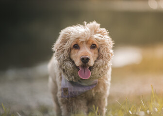 happy cocker spaniel dog in the field