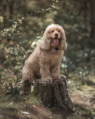 happy cocker spaniel dog in the field
