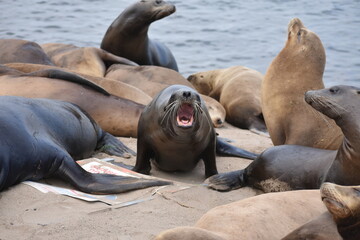 sea lion on the rocks