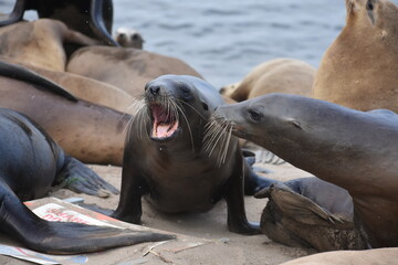 sea lion on the beach