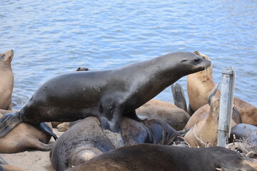 sea lion on the rocks