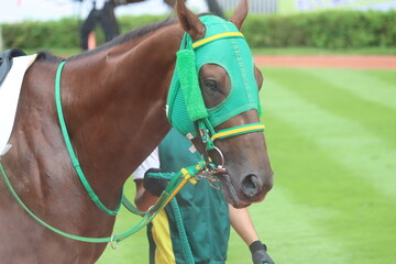 Obraz premium 馬