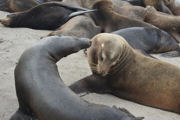 sea lion on the beach