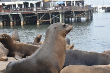 sea lion on the beach