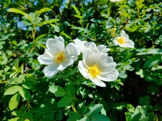 Obraz na płótnie Canvas White rosehip flowers in the garden. 