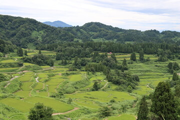 Fototapeta na wymiar 日本の田風景ｉｎ新潟県