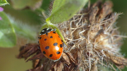 Ladybug on a dead clover flower in Cotacachi, Ecuador