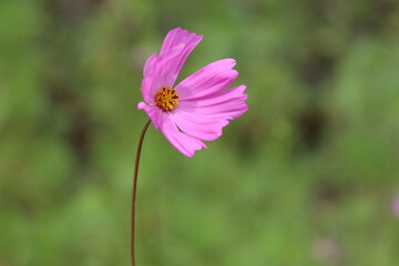 Obraz premium 植物・花