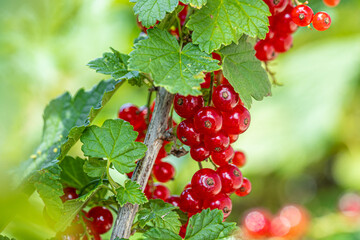 Red currant with green leaves in the garden.. red berries for eating