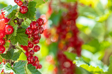Ripe red currants with green leaves on a bush close-up as a background.