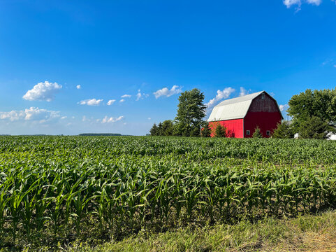 A corn field and red barn with blue sky with clouds.