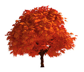 Nature object tree isolated  white  background