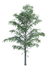 Obraz premium Nature object tree isolated white background