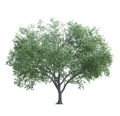 Nature object tree isolated  white  background