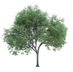 Obraz premium Nature object tree isolated white background