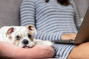 Perro aburrido alado de mujer trabajando en el ordenador sentada en sofá