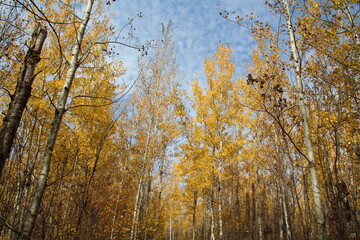 Fototapeta premium Season Of Colors, Elk island National Park, Alberta