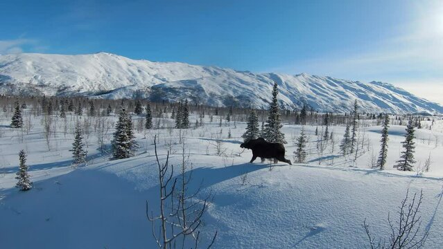 Aerial: Moose Walking Amidst Trees In Snow Covered Forest, Drone Flying Forward On Sunny Day - Valdez-Cordova, Alaska