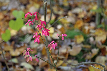 Pink leaves - Fall in Ohio