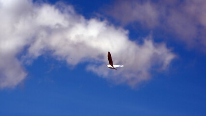 Cattle egret (Bubulcus ibis) in flight in Cotacachi, Ecuador