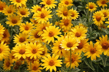 Gold In The Garden, U of A Botanic Gardens, Devon, Alberta