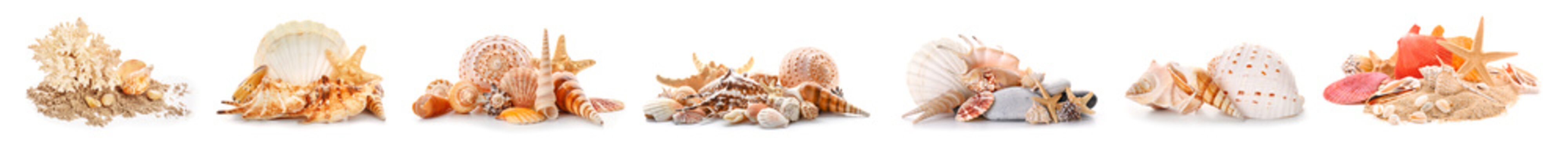 Set of different sea shells isolated on white