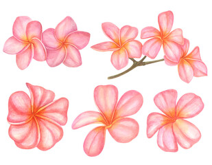 Set of Watercolor hand painted tropical flowers- plumeria. Bright jungle exotic clip art perfect for summer wedding invitation and party card making