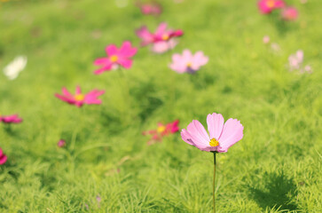 Obraz na płótnie Canvas Beautiful pink cosmos flower blooming in the garden with blurred background.