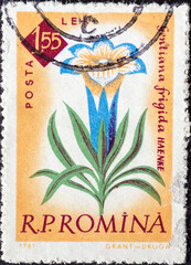 ROMANIA - CIRCA 1961: a postage stamp from Romania , showing a Gentian (Gentiana frigida) . Circa 1961