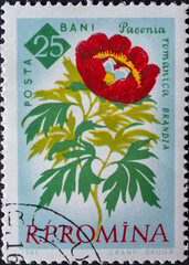 ROMANIA - CIRCA 1961: a postage stamp from Romania, showing a Peony (Paeonia peregrina Mill. var....
